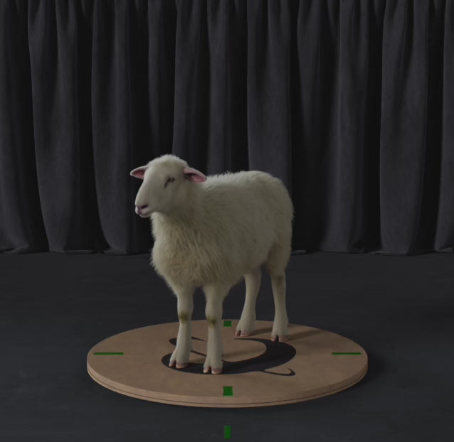 Carica il video: Pecora 