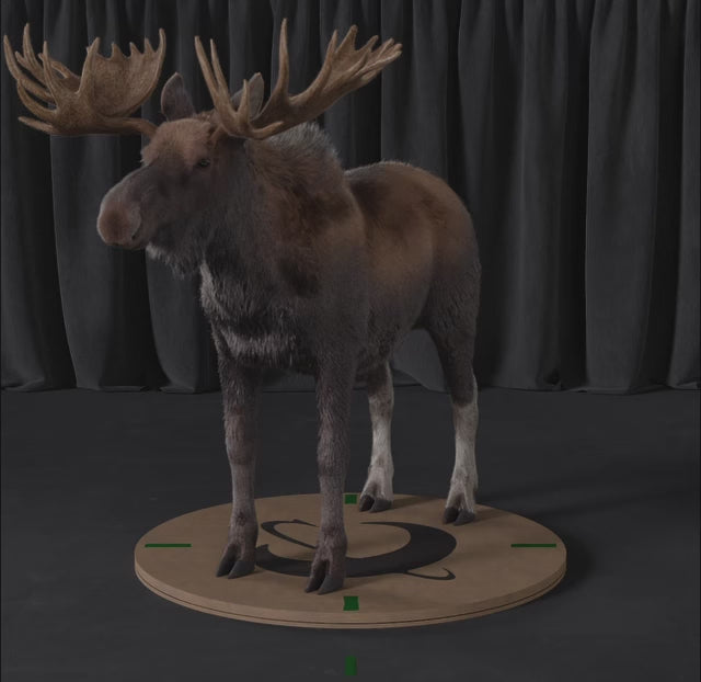 Carica il video: Alce