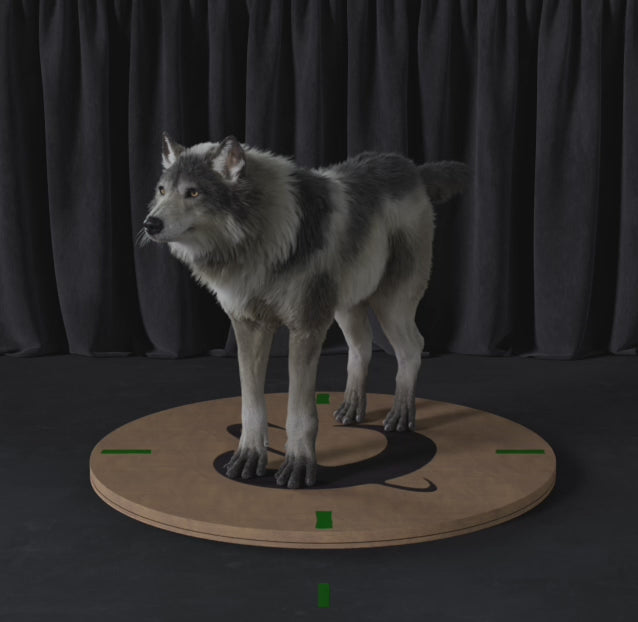 Carica il video: Lupo grigio 