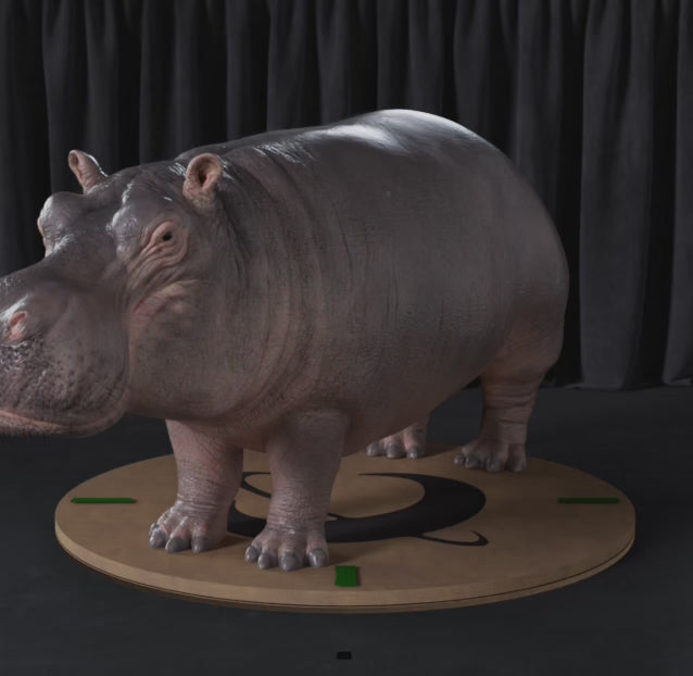 Carica il video: Ippopotamo 