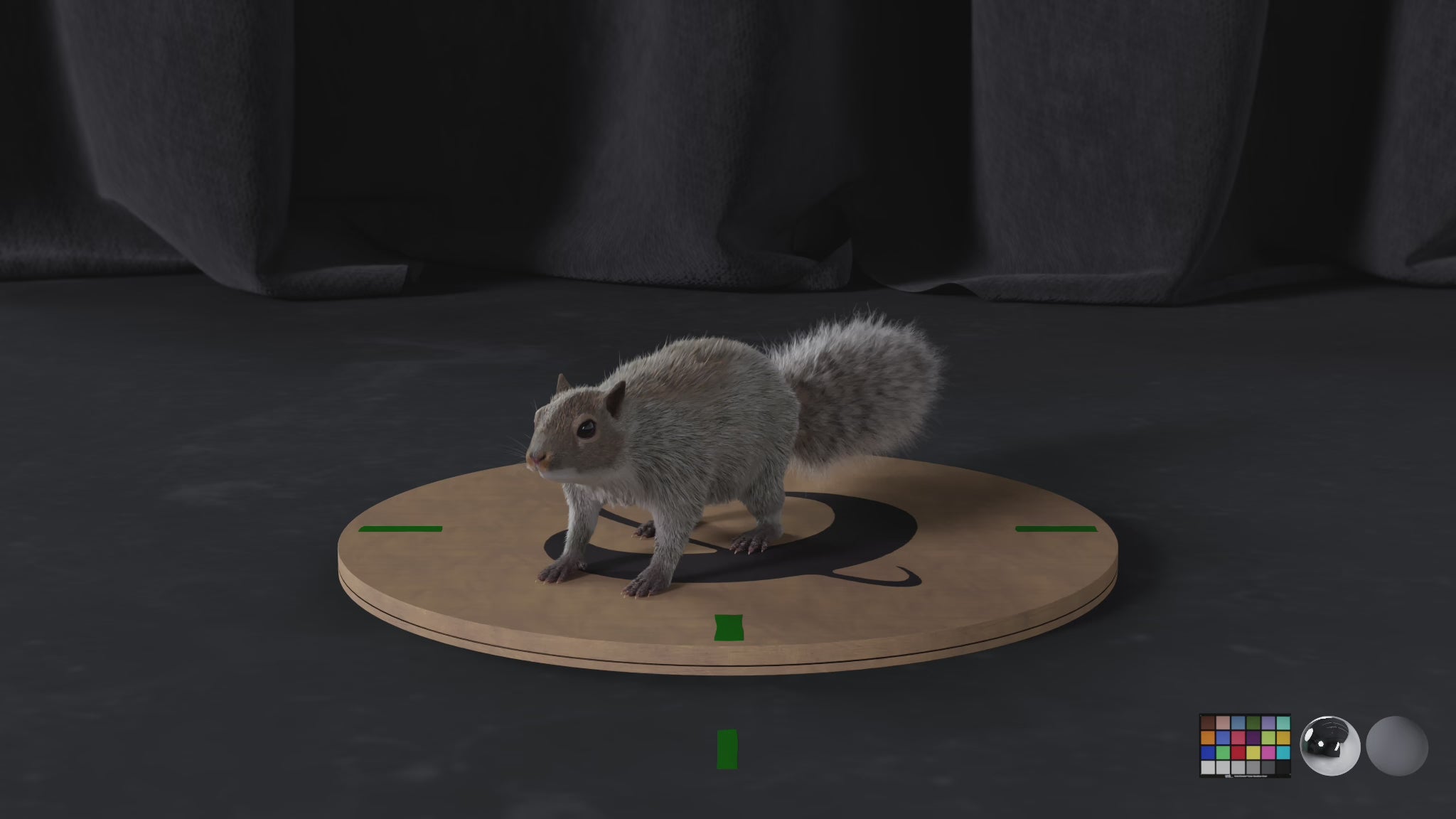 Carica il video: Scoiattolo grigio