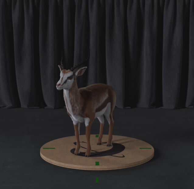 Carica il video: Antilope 