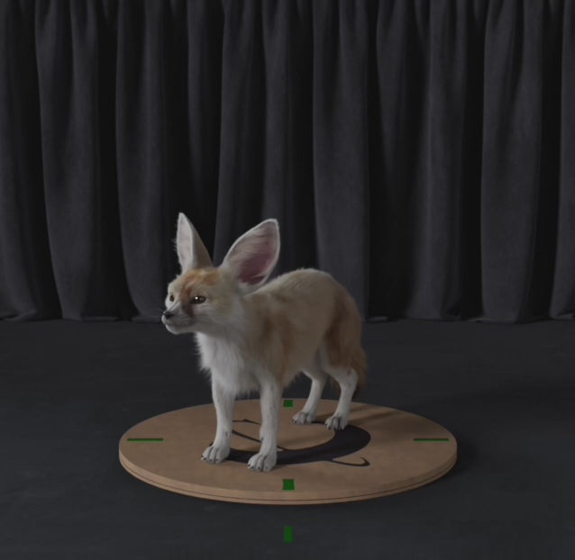 Carica il video: Fennec