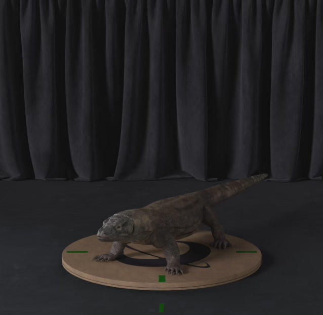 Carica il video: Drago di Komodo