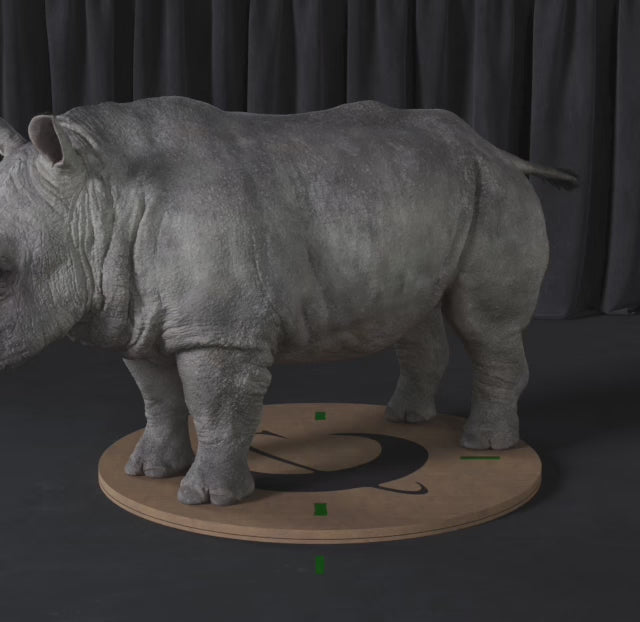 Carica il video: Rinoceronte bianco 